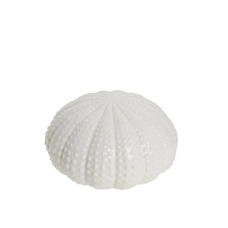 Shellille dekoration sjöborre D15.5 H8 Vit