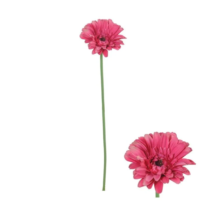 Gerbera blomsterstjälk mörkrosa 55 cm