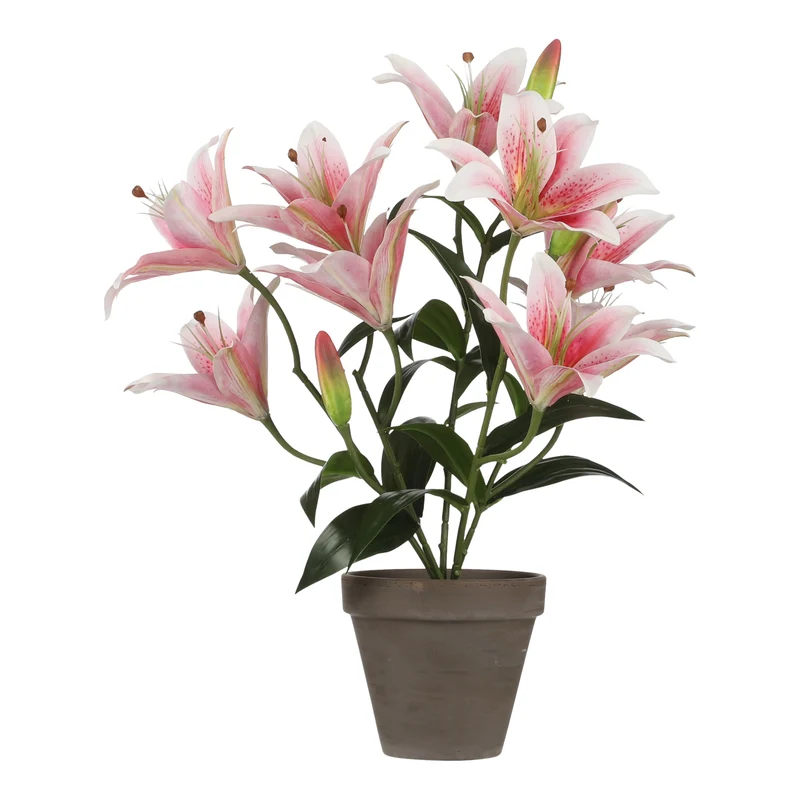Tigerlilja rosa 47 cm hög
