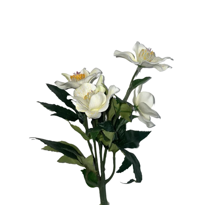 Julros Helleborus