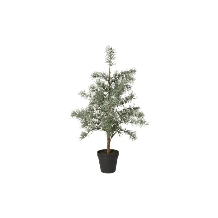 Cederträd med kruka 60 cm högt