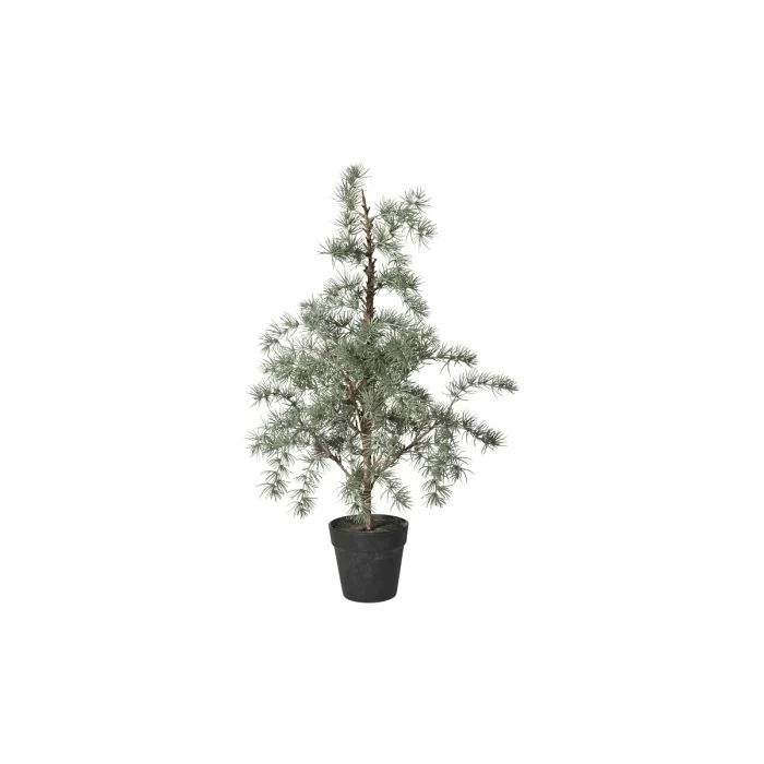Cederträd med kruka 80 cm högt