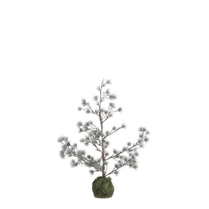 Lärkträd med lätt frost 60 cm högt