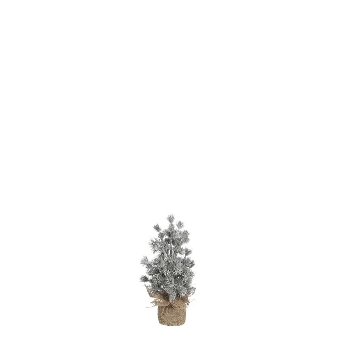 Lärkträd med lätt frost 35 cm högt